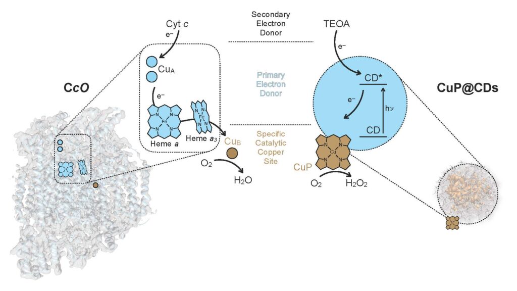 Enzyme-Inspired Advances in Photocatalysis for Sustainable Energy